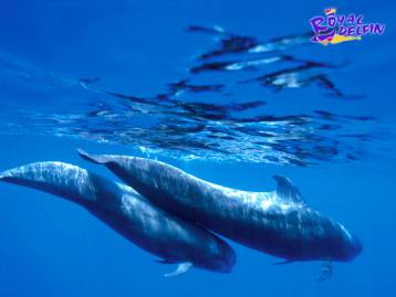 Wale und Delfine beobachten Tenerife